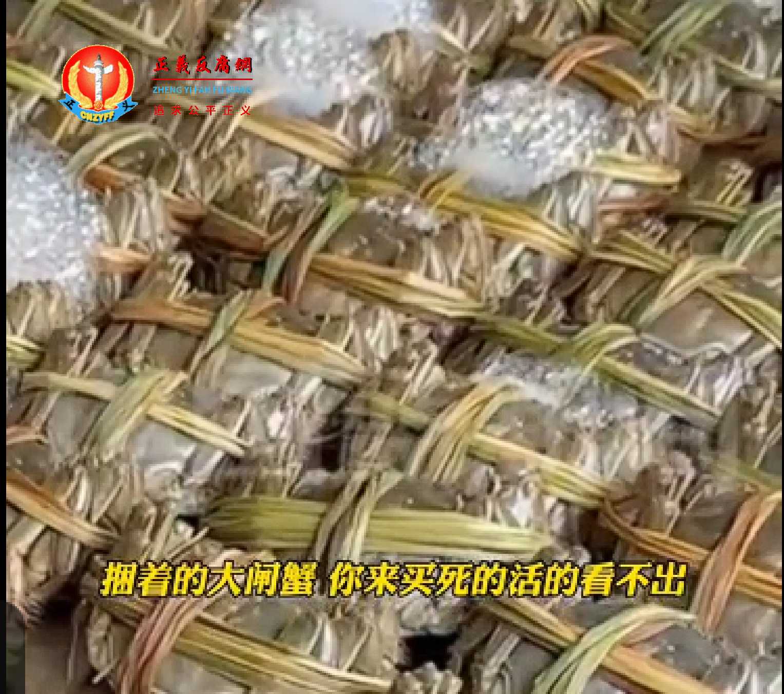 商贩将绳子捆绑在大闸蟹身上增加重量。.jpg